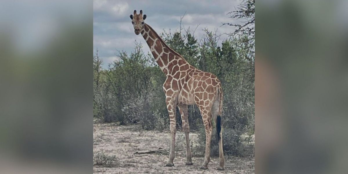 $5,000 Reward Offered After Giraffe Named Gracie Vanishes From Texas Ranch — And She's Still Out There Somewhere