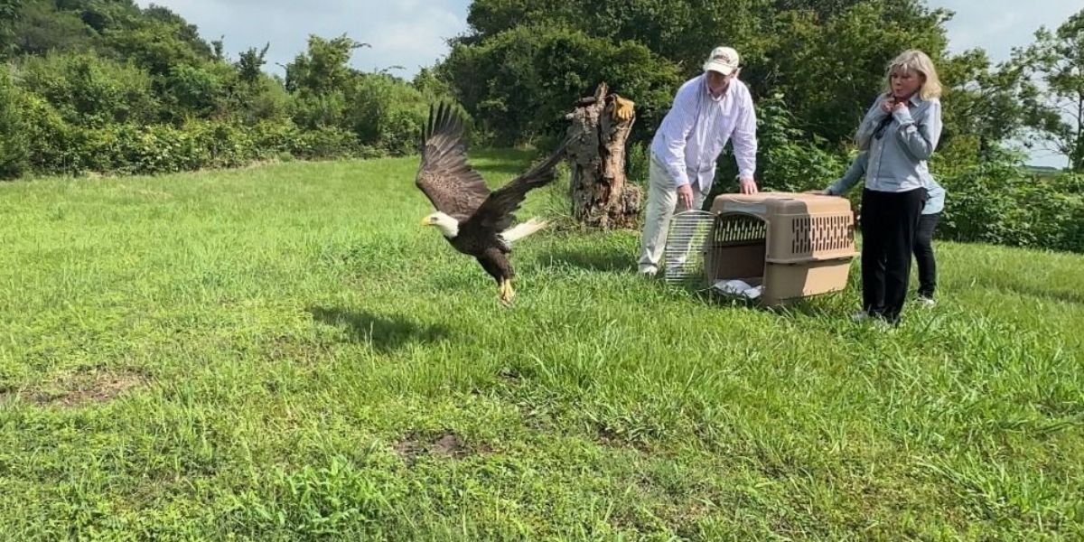 After Months in Care, Injured Eagle Makes Stunning Return to Houston Skies