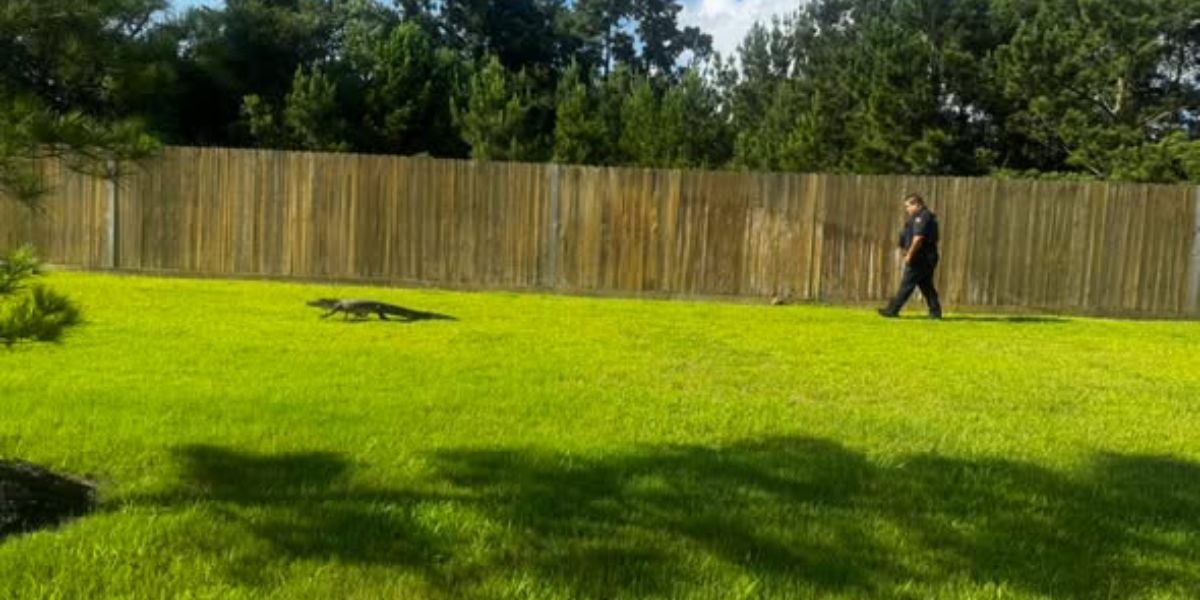 Alligator Wanders Into Texas Residential Neighborhood, Deputies Called to Escort It Out