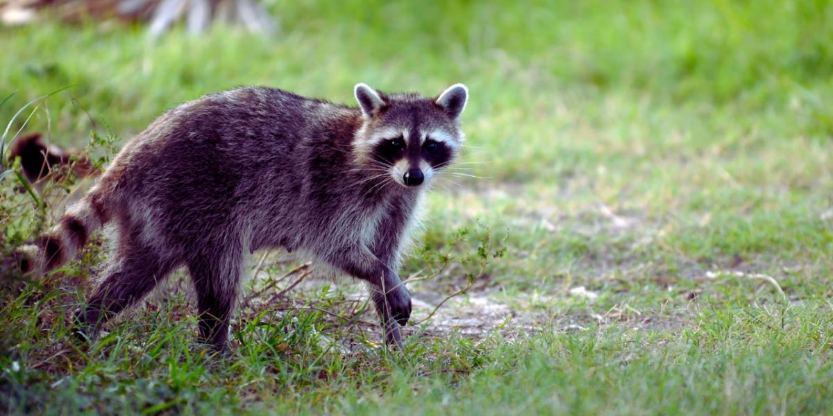 Backyard Attack Turns Deadly Serious: Rabies Confirmed After Raccoon Kills Attempt Goes Wrong in N.J. Neighborhood