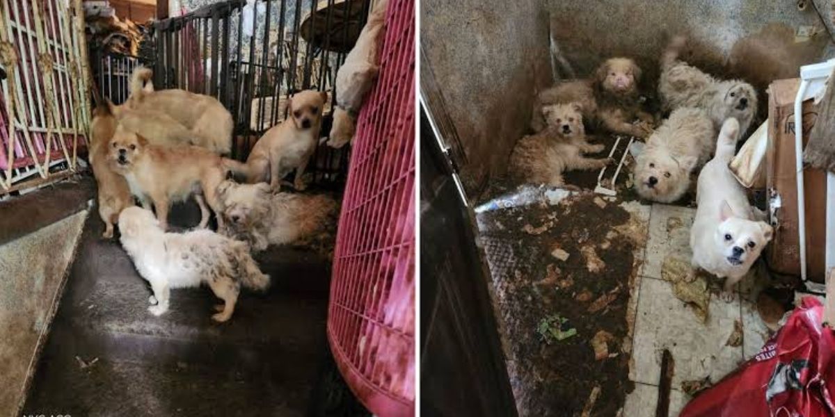 Houston Officials Expected to Find 20 Dogs at This Property. What They Found Instead Sparked an Investigation
