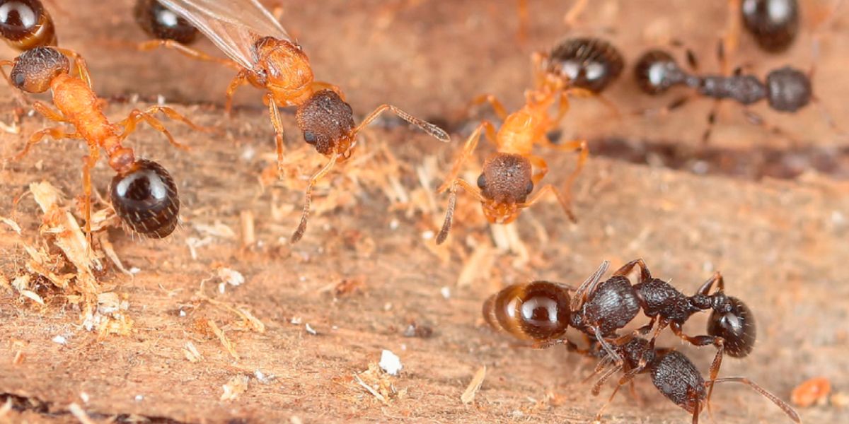 Houston Pest Experts Issue Warning After Ants Are Found Inside Home Electronics
