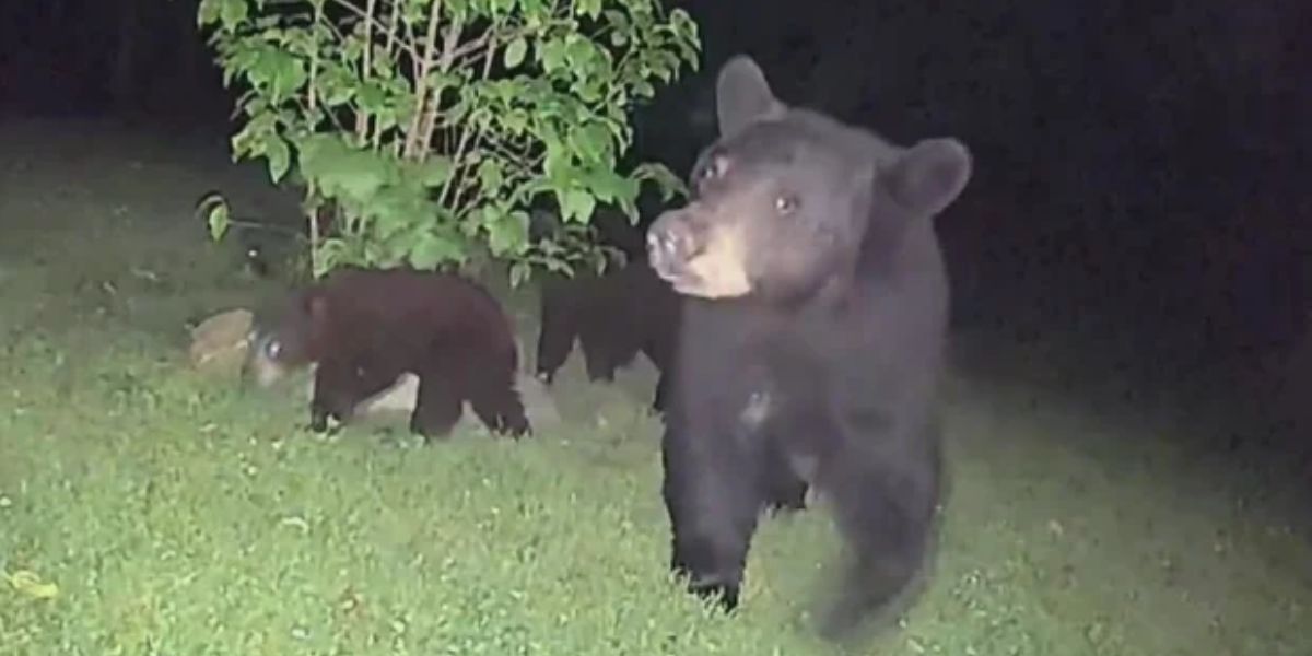 She Was Asleep When It Happened — Surveillance Camera Captures Mama Bear and 4 Cubs Just Feet From Her Bedroom Window