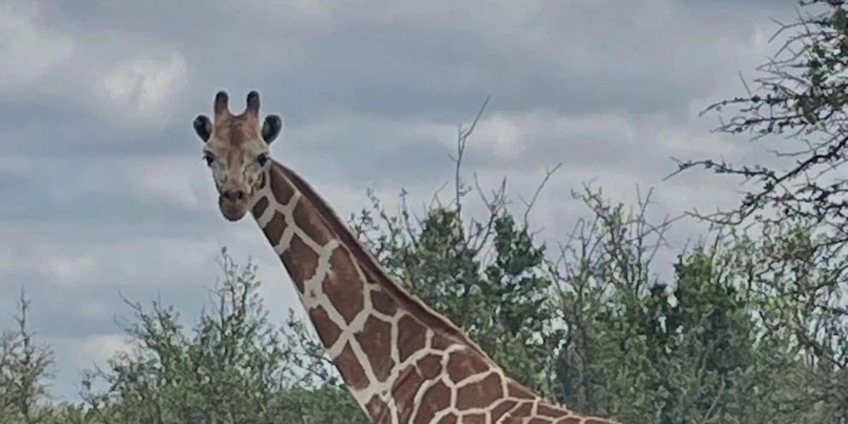 Texas Giraffe Missing for Days Found Alive — What She Was Doing All That Time Stuns Officials
