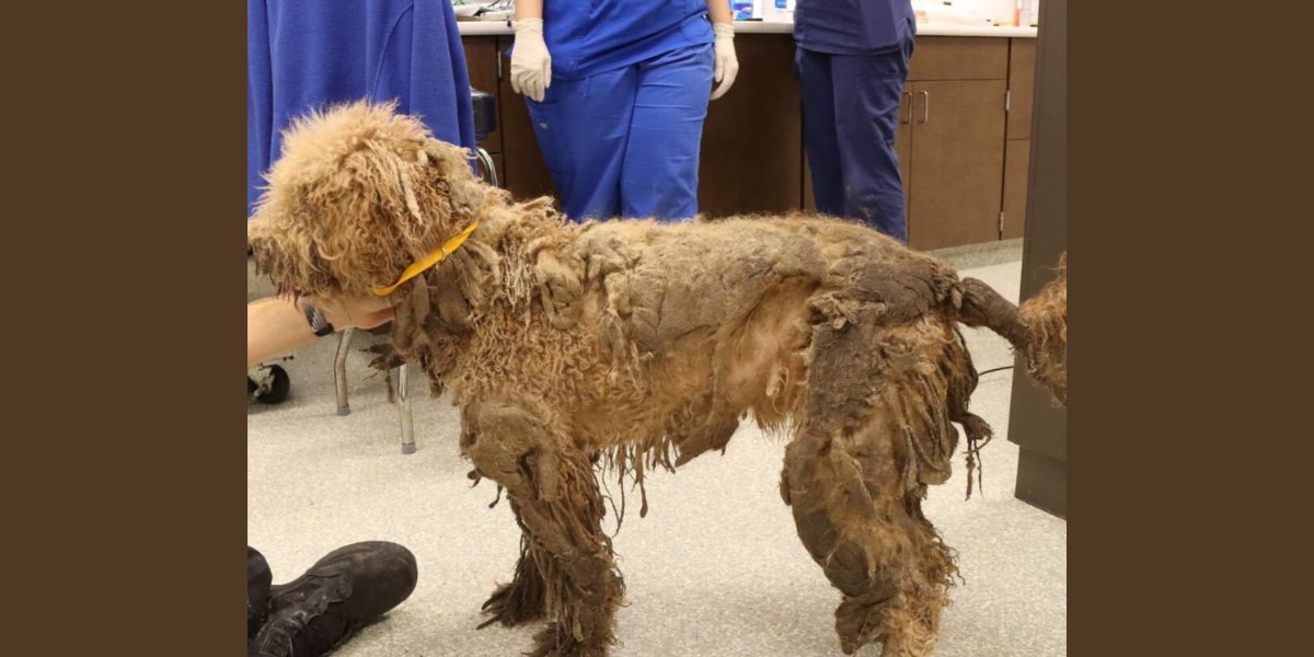 Two Dogs Rescued From Deplorable Conditions — One Had So Much Matting Removed, You Won't Believe the Weight