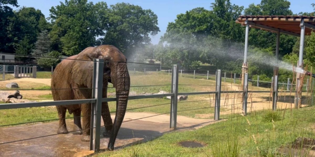 Here's How the Maryland Zoo Keeps 1,800 Animals Alive When Temperatures Hit 100 Degrees