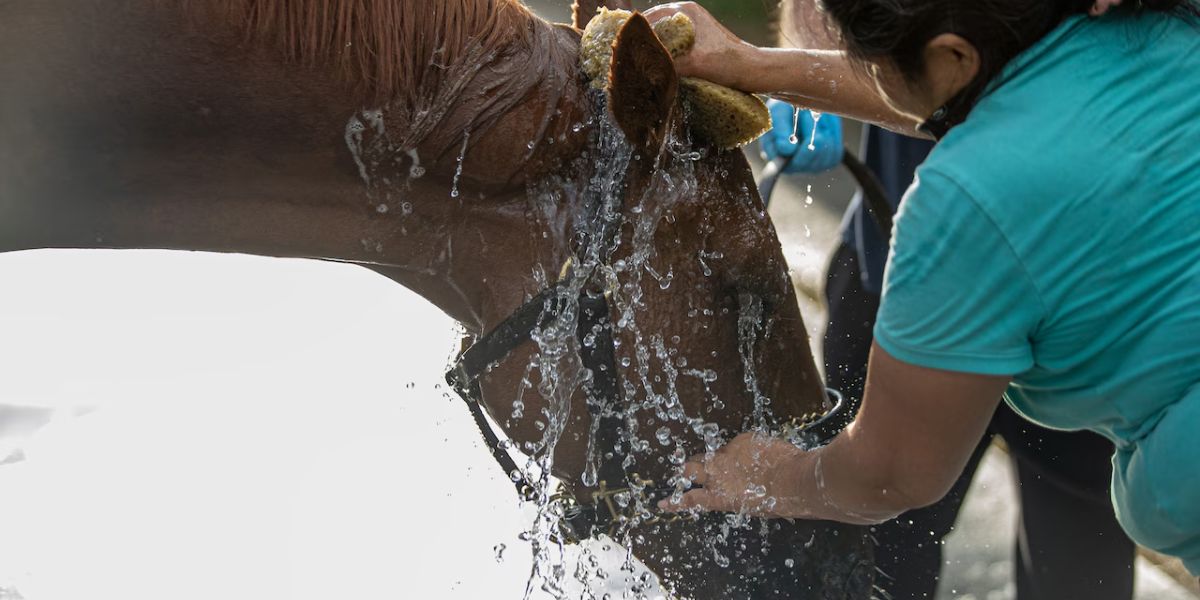 Monmouth Park Cancels Racing Amid Dangerous Heat — Horses and Humans Both at Risk This July 4th Weekend